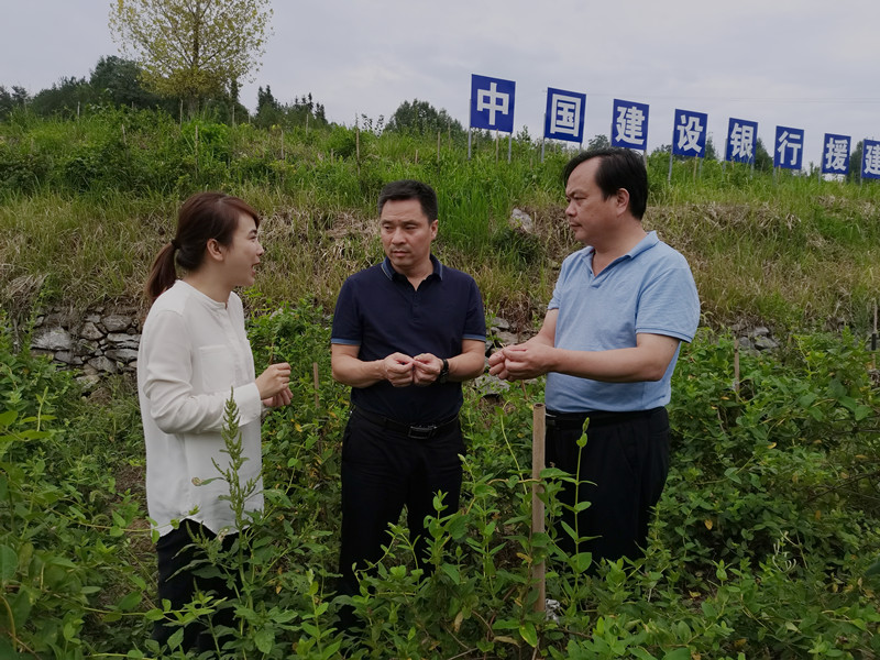 汉阴:市农业农村局副局长孙自余来汉阴专题调研农业产业发展工作