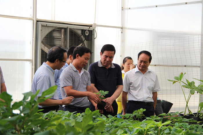 农业厅党组书记,厅长白宜勤在岚皋县明富魔芋生物科技开发有限公司