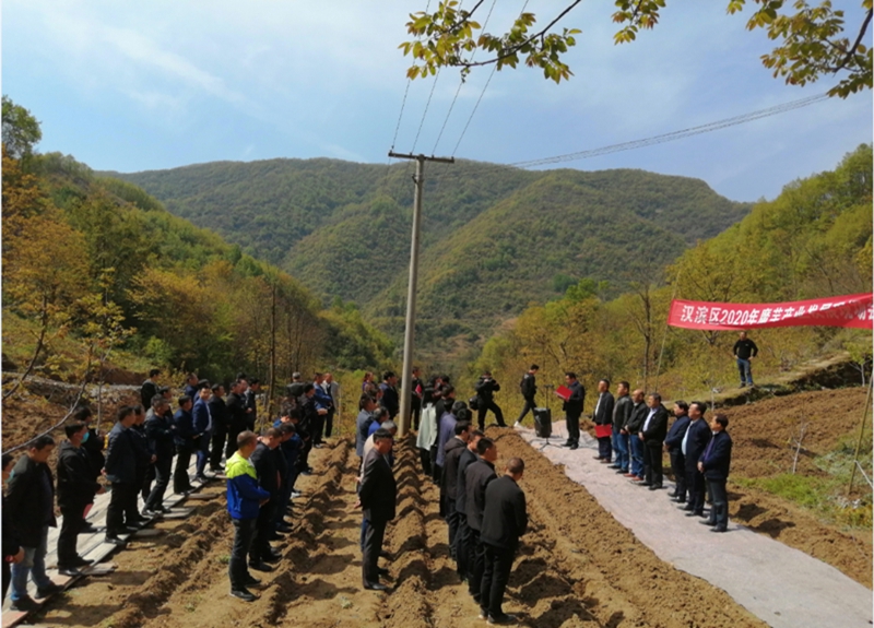 市农科院赴汉滨区茨沟镇铁尺村指导魔芋生产-安康市农业农村局